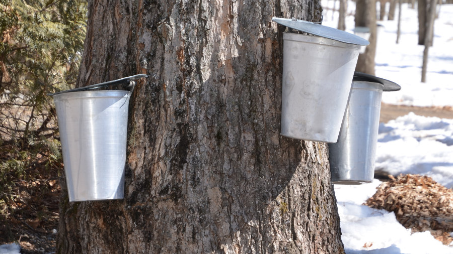 Members Only: Maple Sugaring